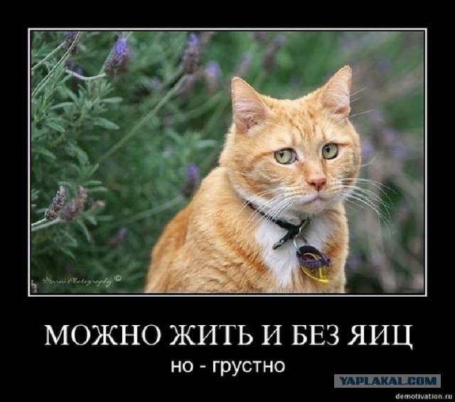 Возвращение блудного сына...