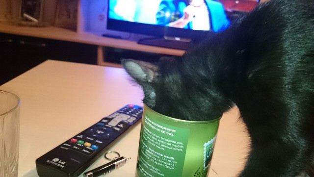17 фотографий котов