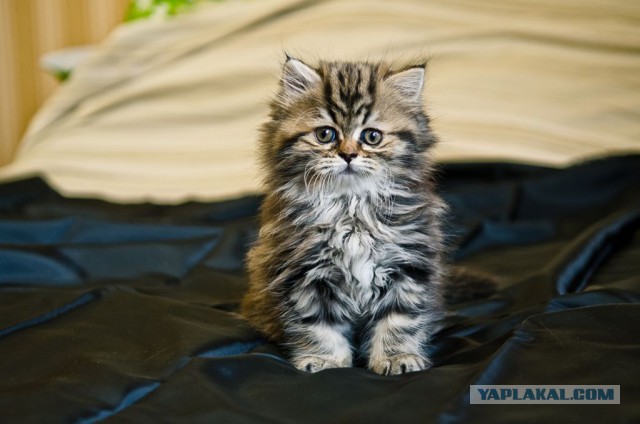 Пост невероятной кошачьей красоты. 25 фот.