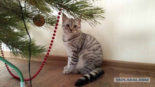 Котовторник 02.02.2016