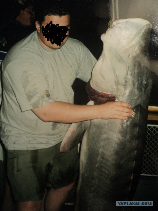 Блин прям крокодил