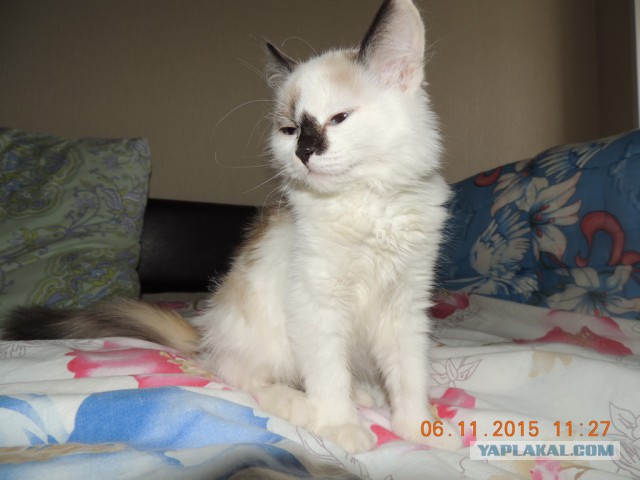Мои кошки