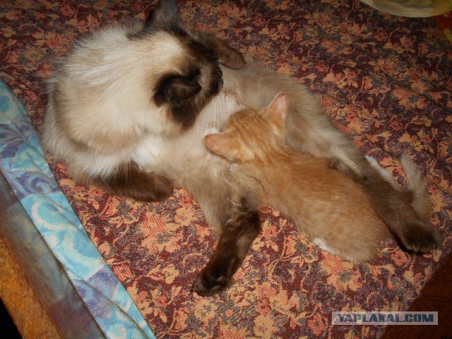 Жизнь домашнего приюта для котеек 122