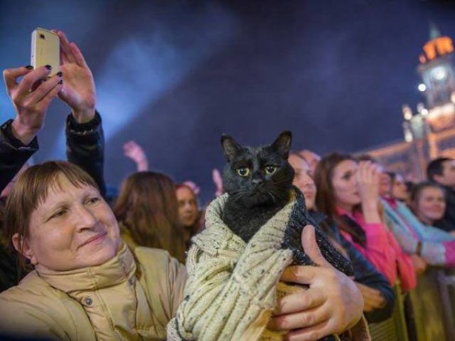 Коты из сети