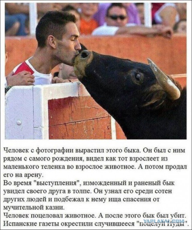 Этот порвался, несите следующего - в Мадриде бык порвал тореадора