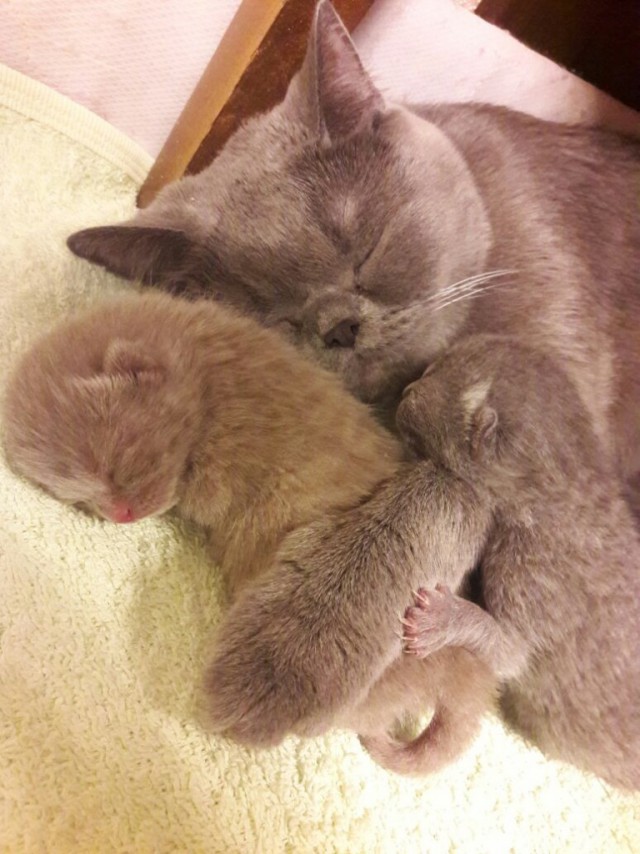 Коты и Кошки