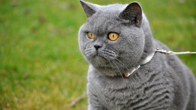 Коты и Кошки