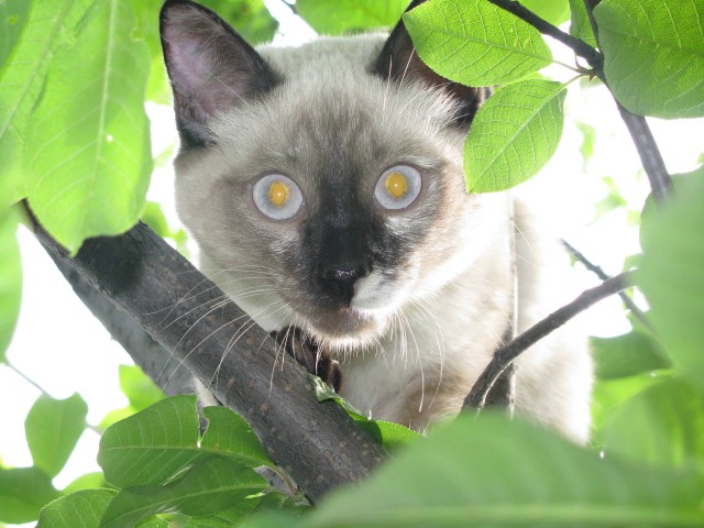 Коты и Кошки