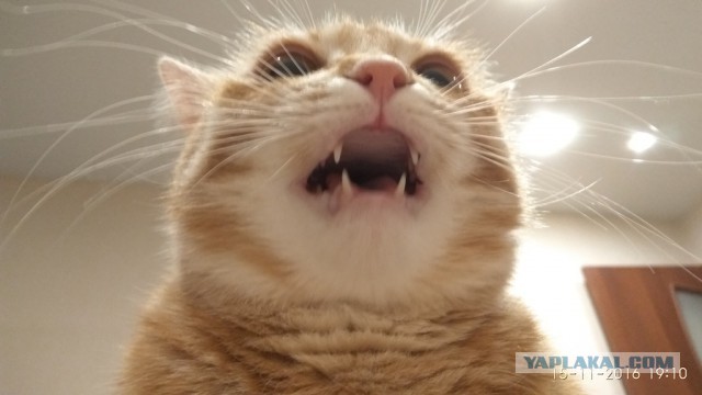 Котовторник 28.11.2017