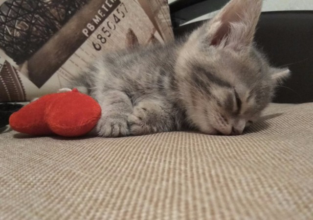 Коты и Кошки