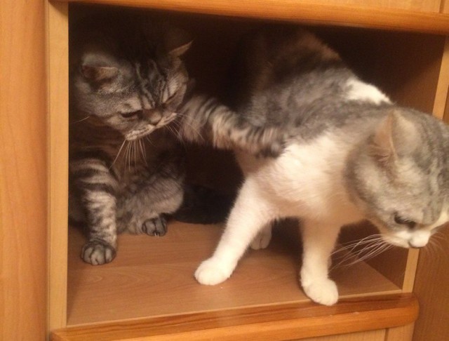 Фотобомбы котов