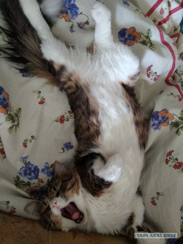 Котовторник 24.04.2018