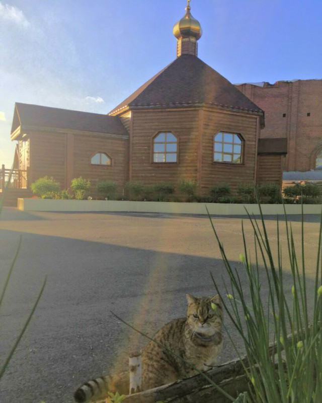 Котовторник  12.06.2018