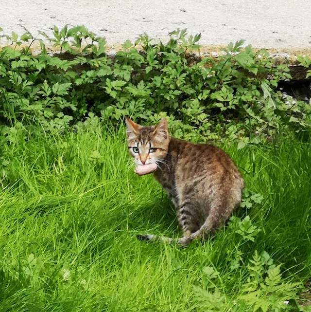 Котовторник 26.06.2018