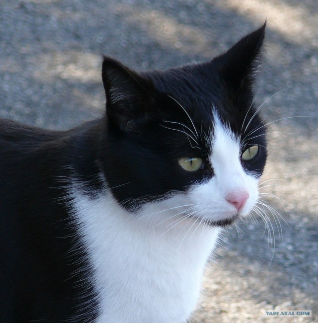 Уррааа! Котомет на ЯПлакалъ.