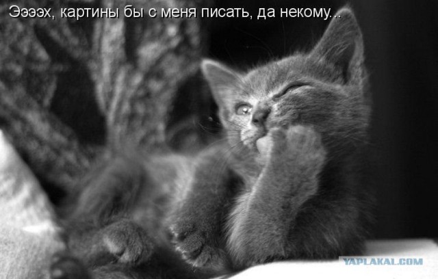 Котовторнику Да (09.12.08)