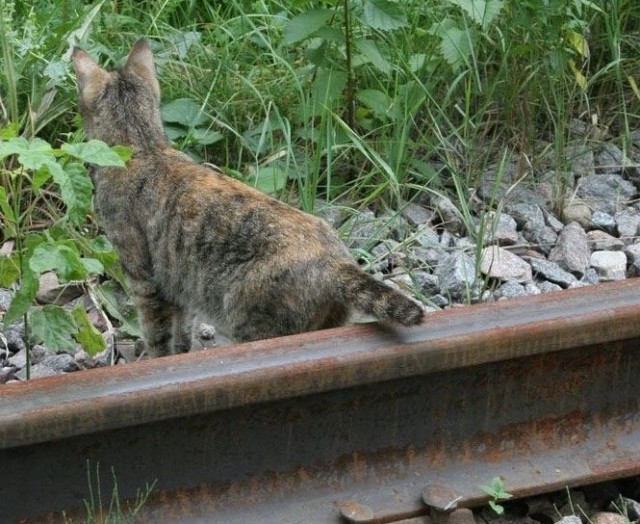 Забыли котовторник? А вот он!