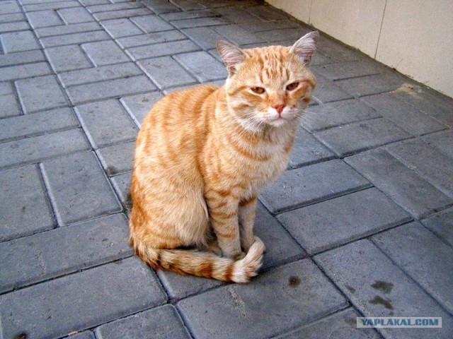 Котовторник - С праздником, котоводы!