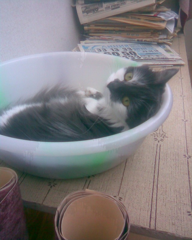 Начинаем котовторник!