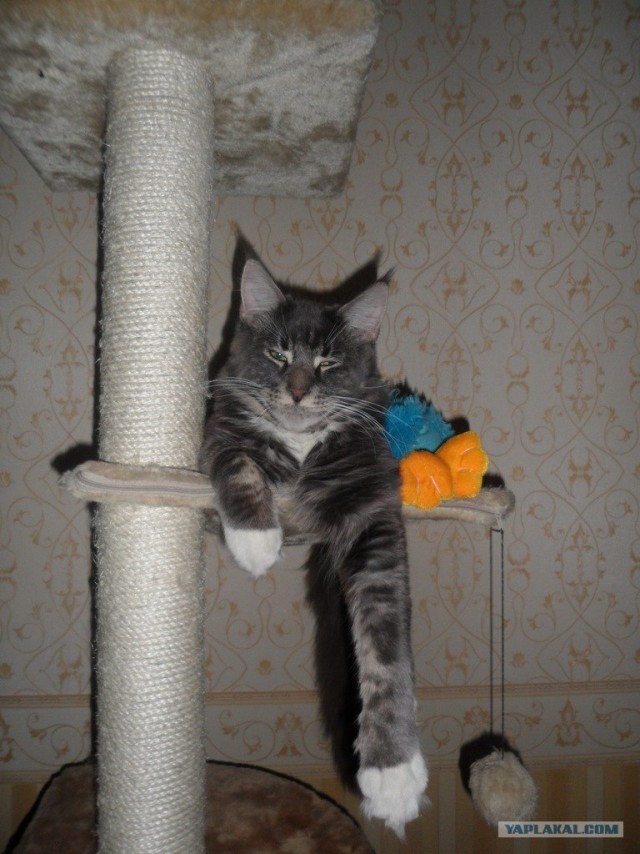 Котовторник  07.06.11