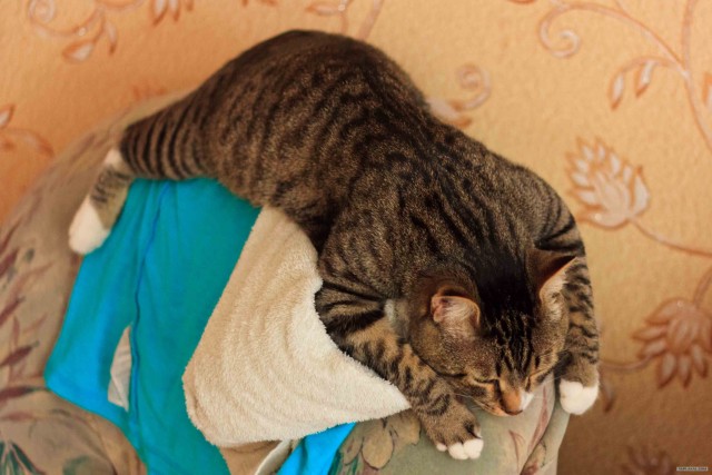 Супер-котофото на котовторник