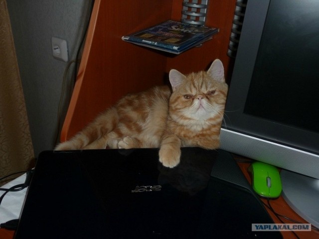 Котовторник (начало в супермаркете!)