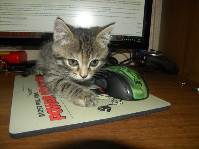 Котовторник 17 января