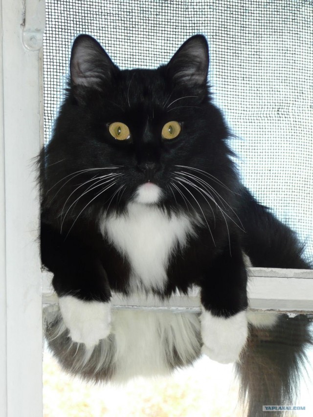 Котовторник (07.02.2012)