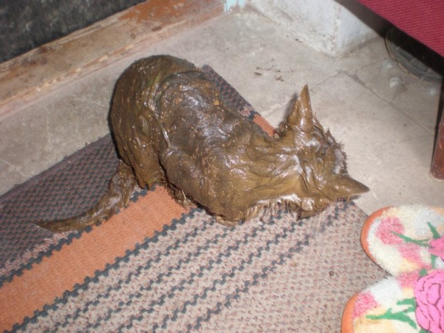 Котовторник 24.04.2012
