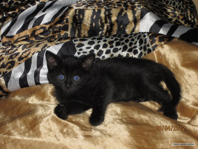 Котовторник 29.05.2012