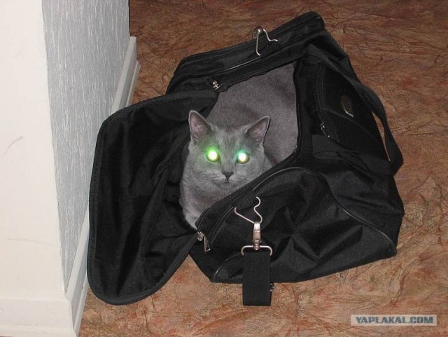 Котовторник 31.07.2012 г.