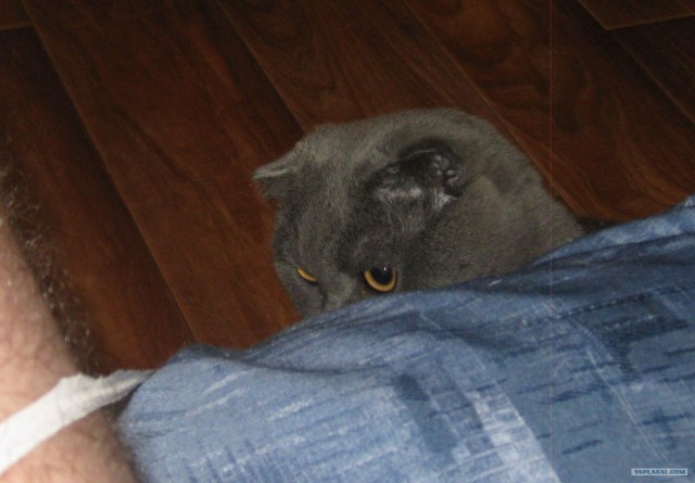 Котовторник  14.08.2012.