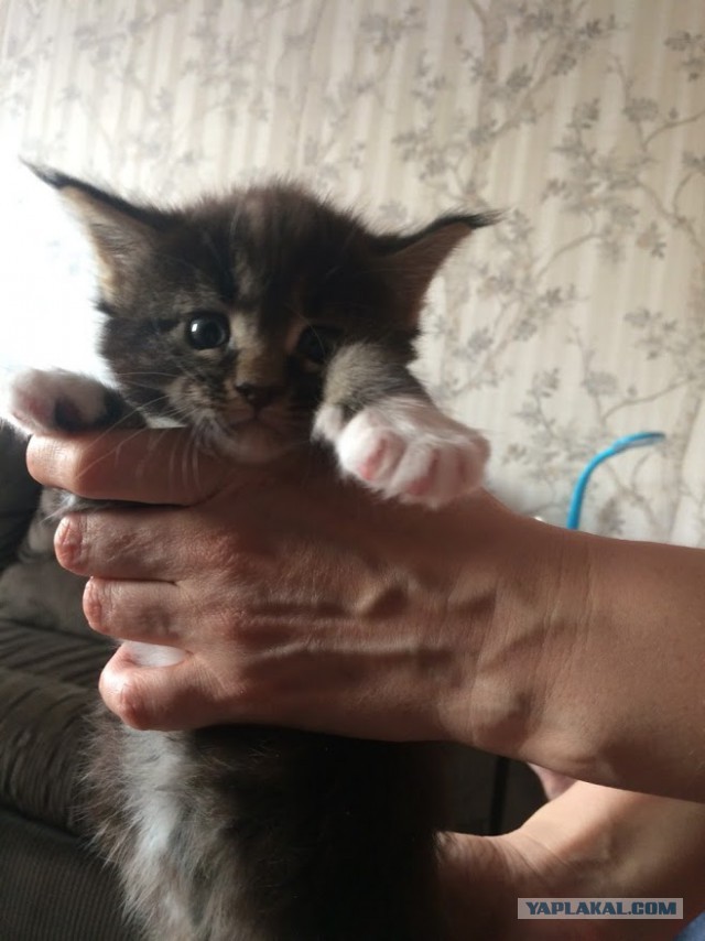 Превращение котенка в кота и обратно за 26 секунд