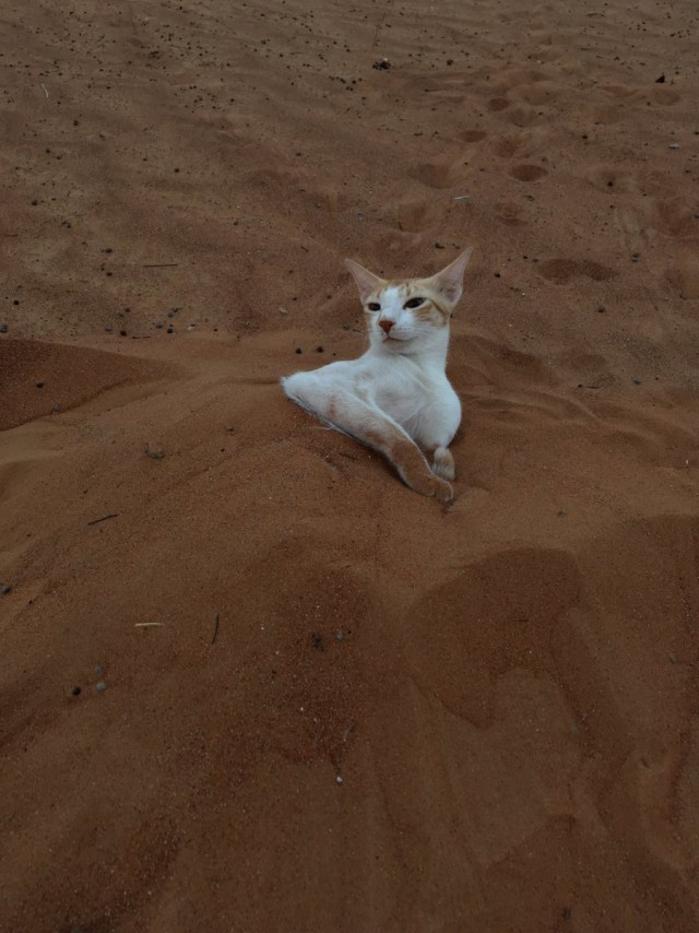 Котовторник! начнем? 04.06.19