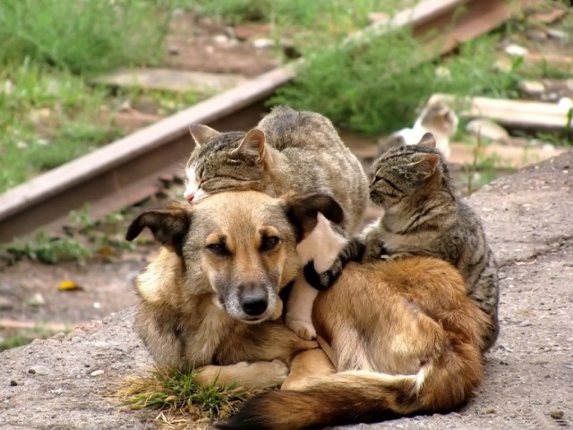 Уже не котовторник, но еще и не собакочетверг