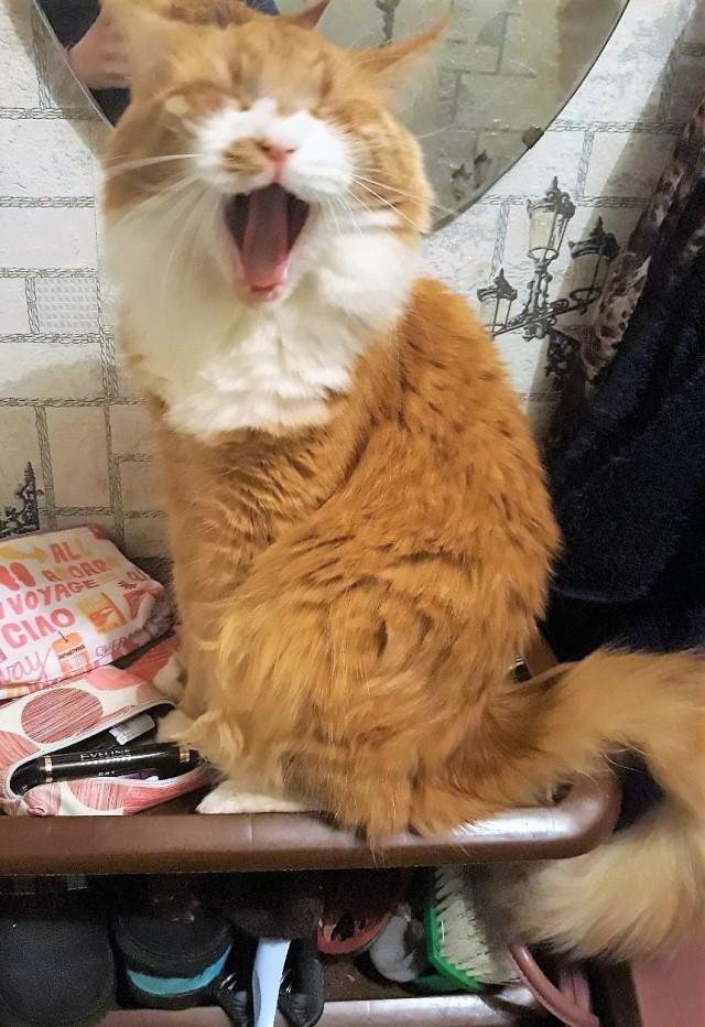 Котики