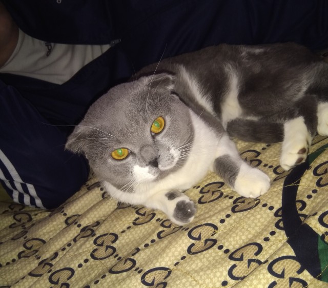 Задорные заборные котэ