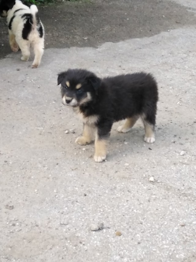 Забавные животные
