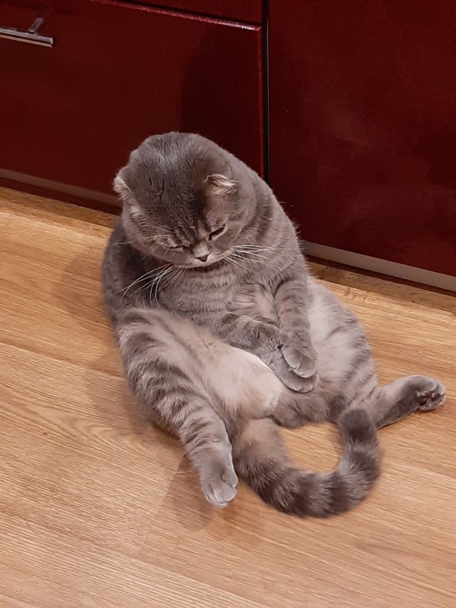 Эти забавные животные