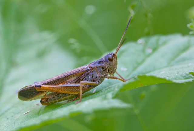 Про макросъемку и Tamron 90/2.8
