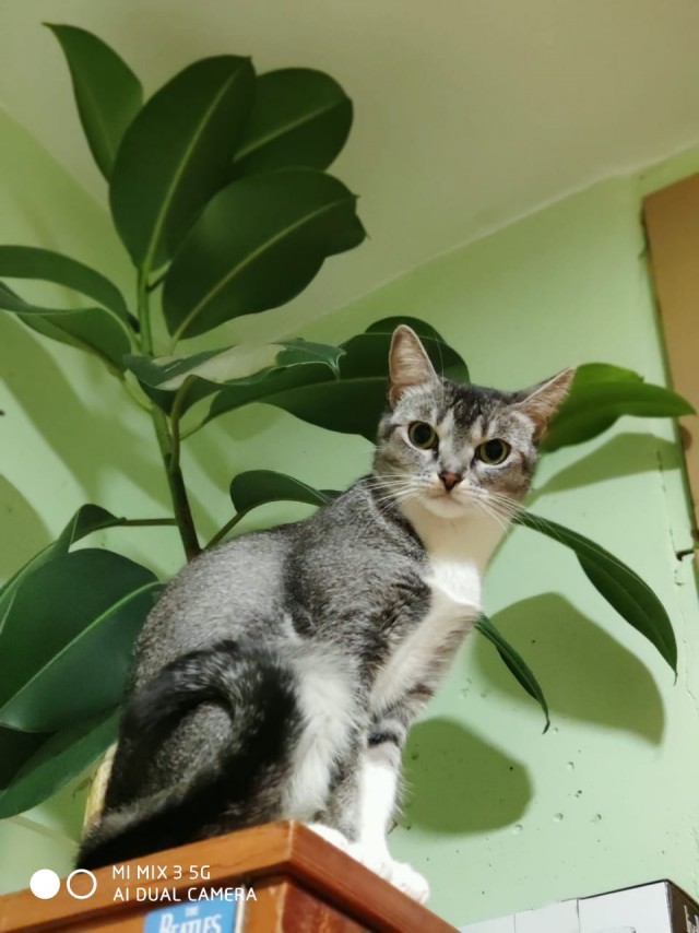Котовторник. Добавляйте своих