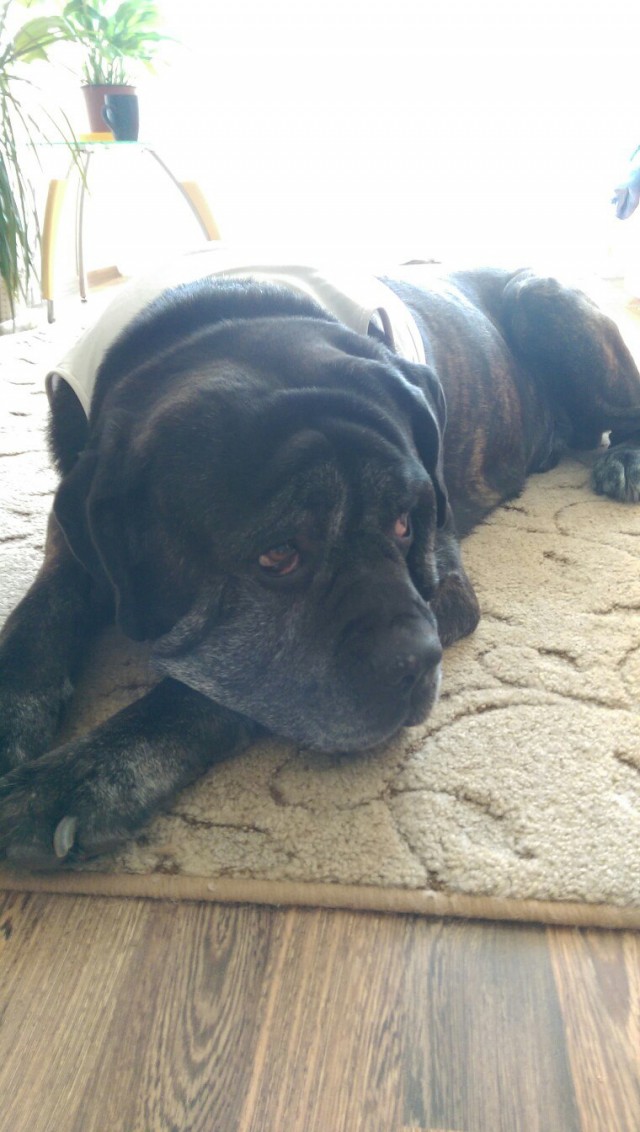 Котовторник 09.02.21. Свежие котики от Нарвского.