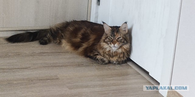 Берегите ваших шерстяных друзей!