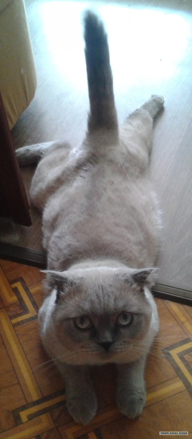 Шотландский вислоухий просится на обнимашки