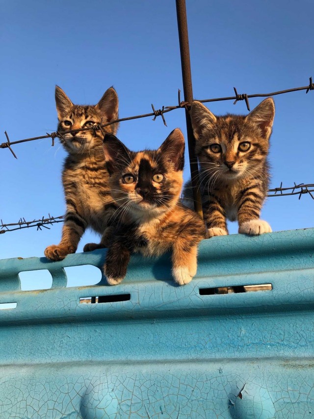 Подборка всякой живности