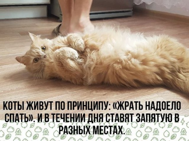 Картинки и мемы для настроения 24.08.2021
