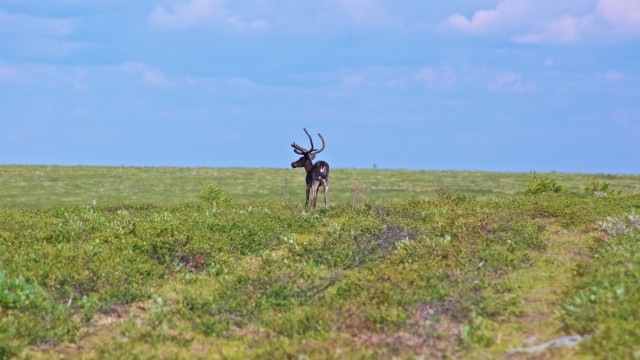 Лучшие фото конкурса Comedy Wildlife Photography Awards 2021