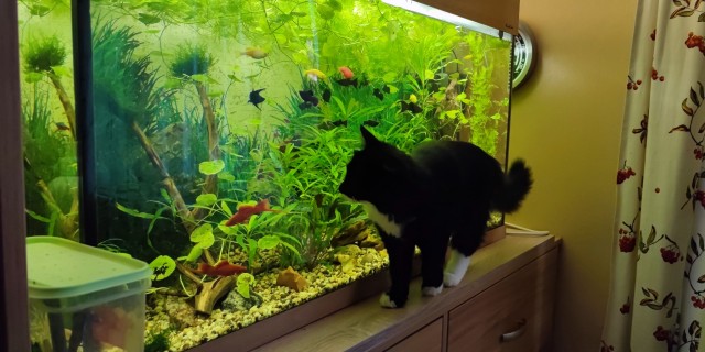 Котовторник 05.10.21 г
