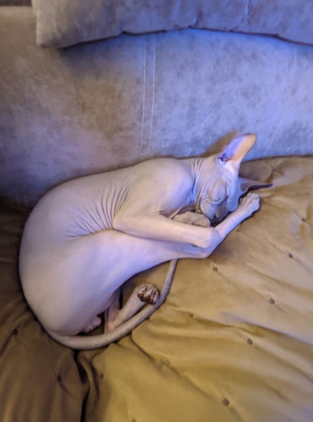 Котовторник так котовторник