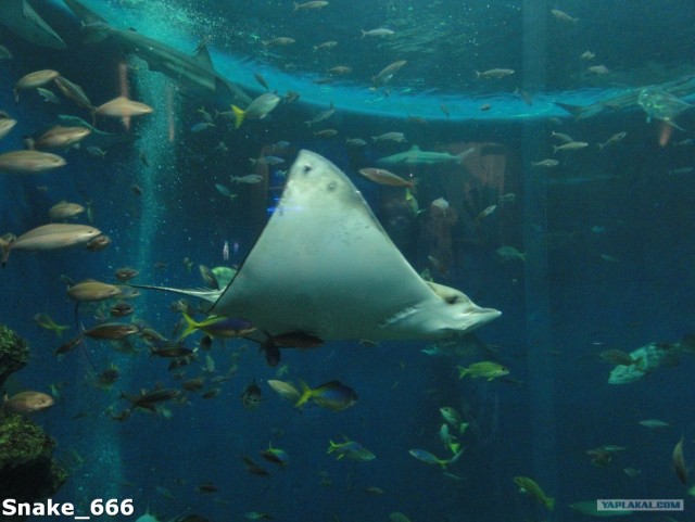 SeaworlD  Япония